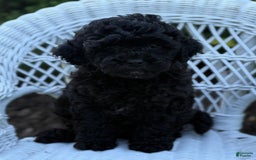 Cavapoo dogs for sale: Cavapoo 4 puppies - Image 4