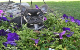 French Bulldog dogs for sale: Falcon - Image 3