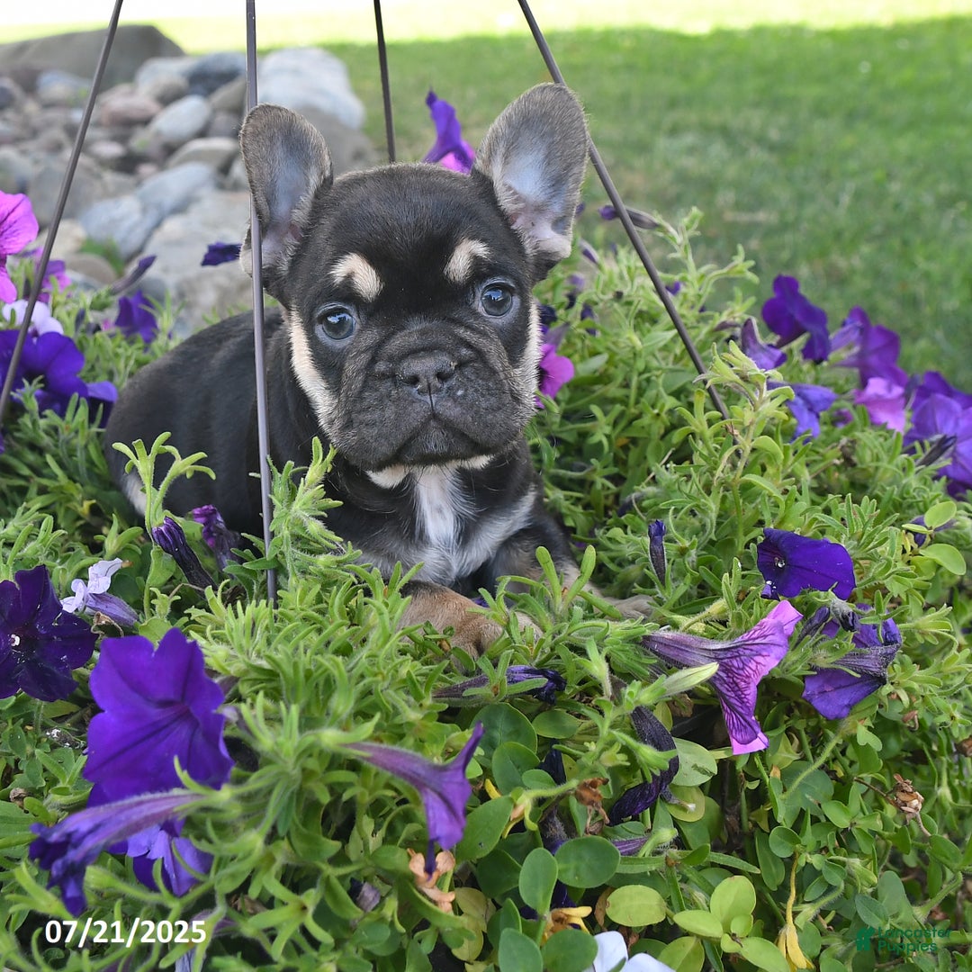 French Bulldog dogs for sale: Falcon - Image 3