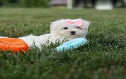 Maltese dogs for sale: Samantha - Image 10