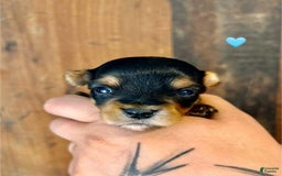 Yorkshire Terrier dogs for sale: Fido - Image 3