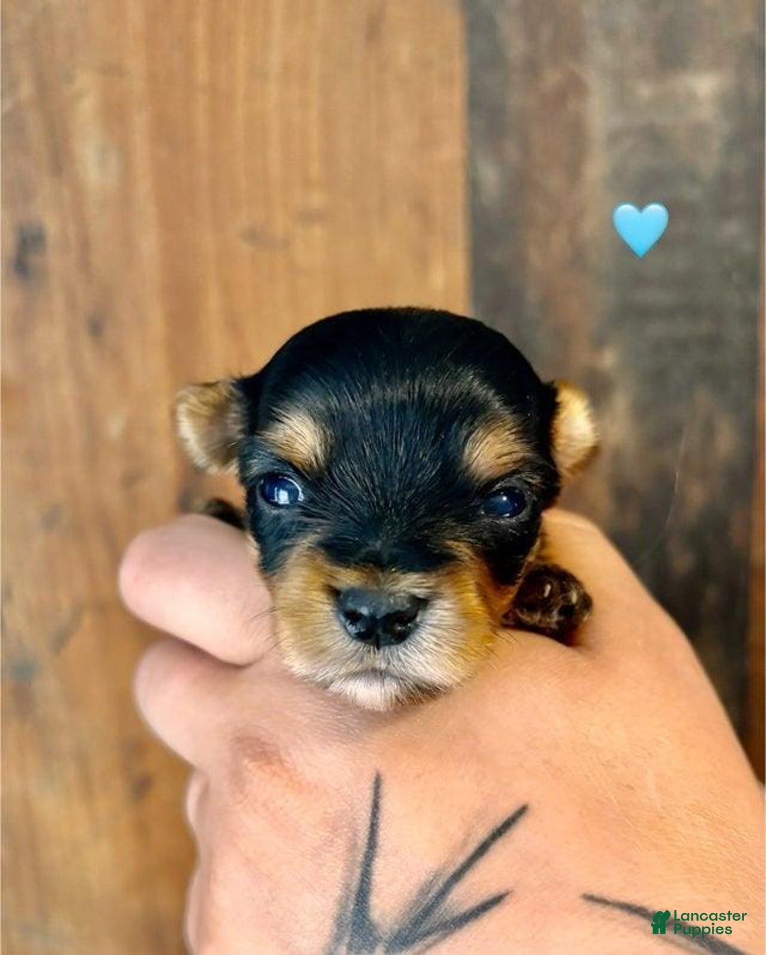 Yorkshire Terrier dogs for sale: Fido - Image 3