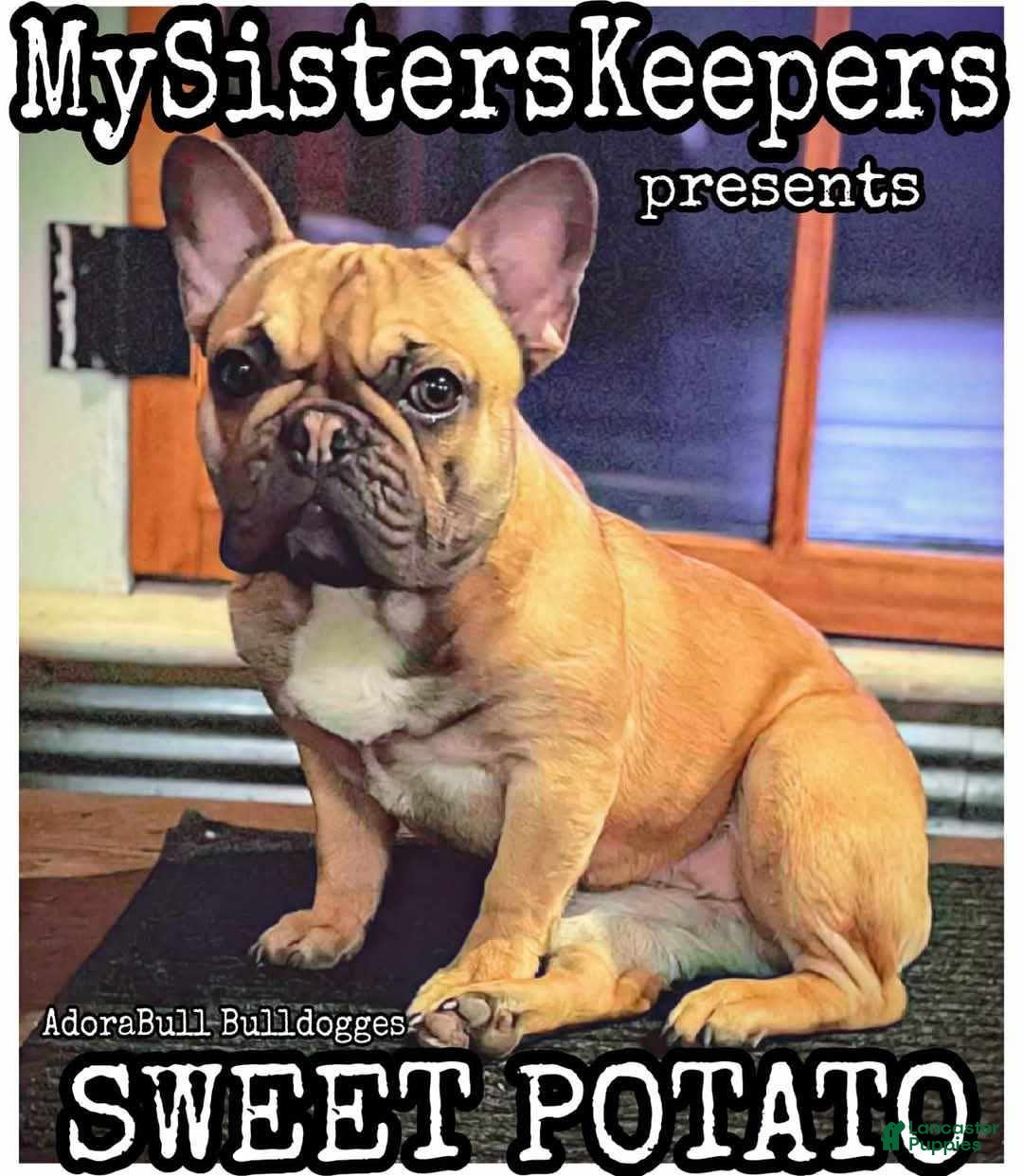 French Bulldog dogs for sale: Daisy - Image 27