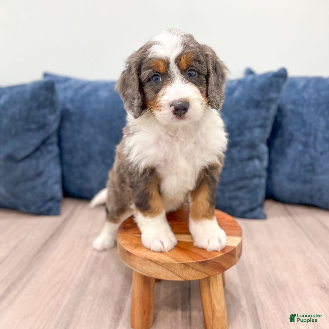 Mini Bernedoodle dogs for sale: Rusty - Image 9