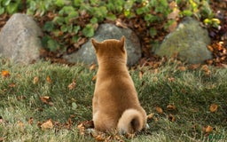 Shiba Inu dogs for sale: Elliot - Image 3