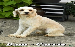Cockapoo dogs for sale: Douglas - Image 10