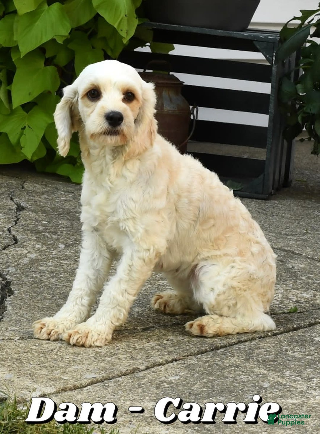Cockapoo dogs for sale: Douglas - Image 10