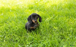 Miniature Dachshund dogs for sale: Miniature Dachshund 4 puppies - Image 12