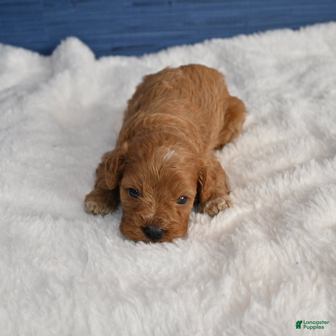 Cavapoo dogs for sale: Cavapoo 6 puppies - Image 34
