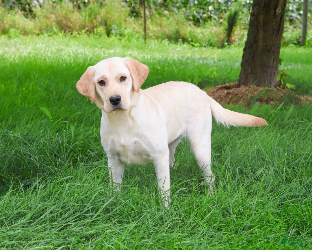 Labrador Retriever dogs for sale: Bird - Image 3