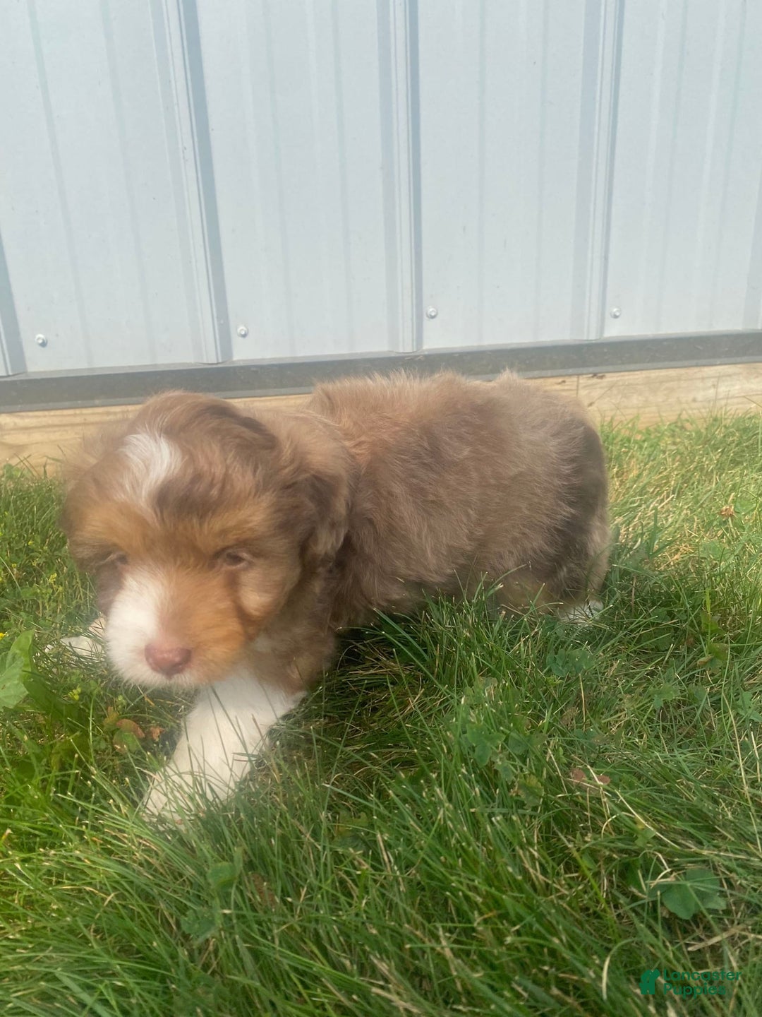 Mini Aussiedoodle dogs for sale: Bandit - Image 3
