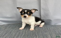 Chihuahua dogs for sale: Miles - Image 13