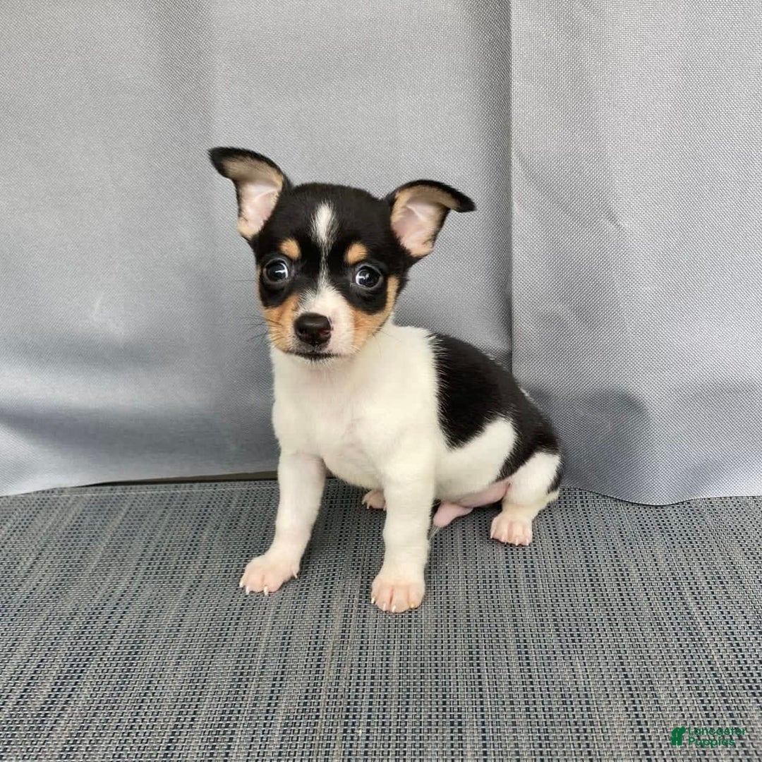 Chihuahua dogs for sale: Miles - Image 13