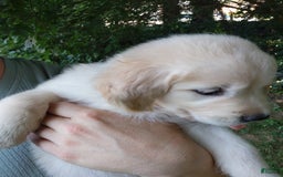 Golden Retriever dogs for sale: Pixie - Image 8
