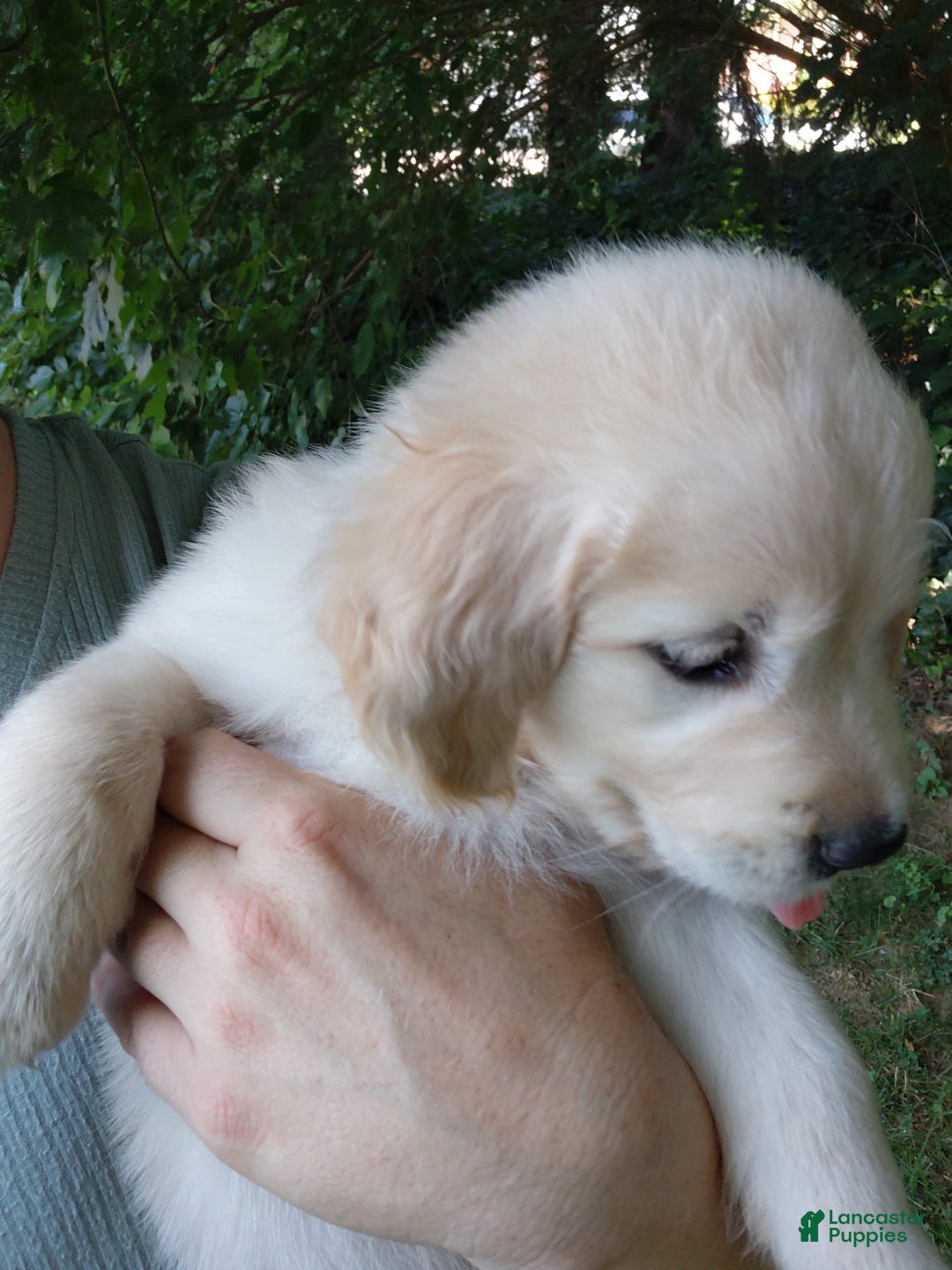 Golden Retriever dogs for sale: Pixie - Image 8