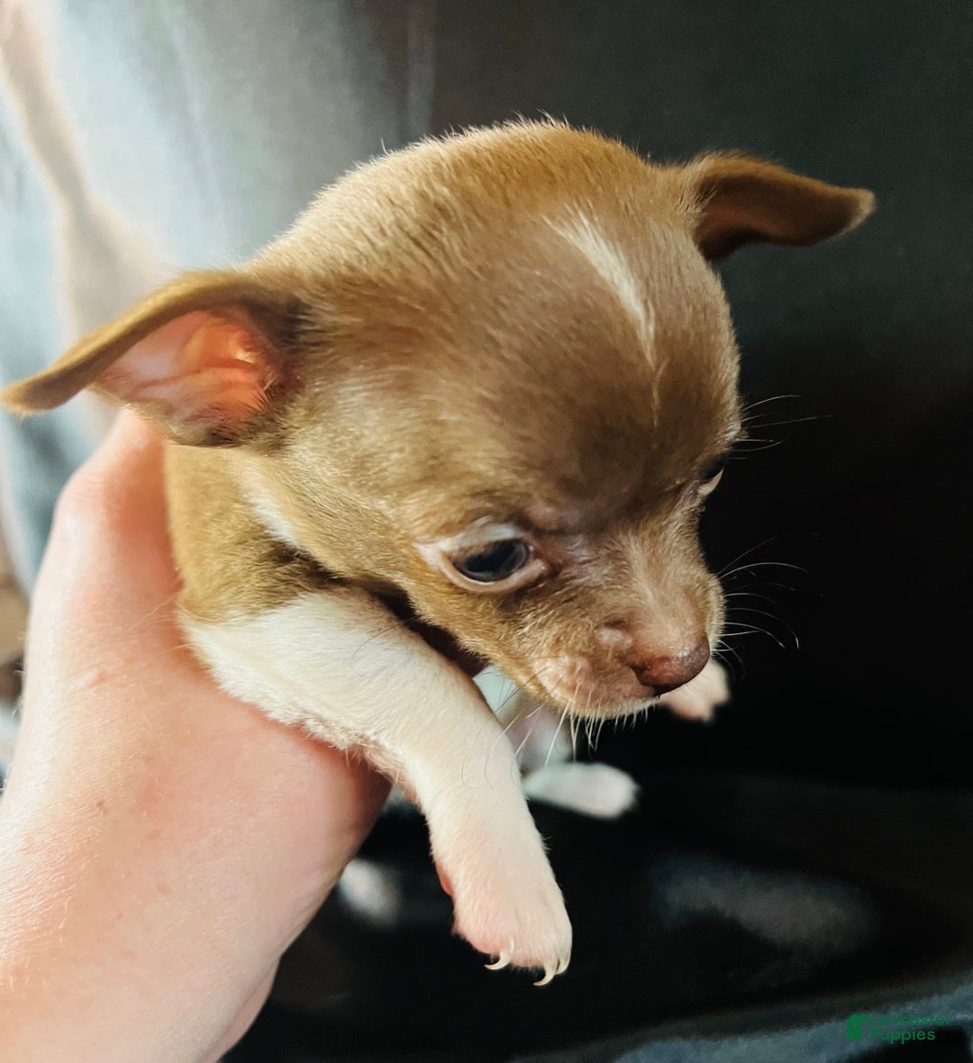 Chihuahua dogs for sale: Mocha - Blue Eyed Dual Pedigreed - Image 8