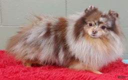 Pomeranian dogs for sale: Santiago - Image 10
