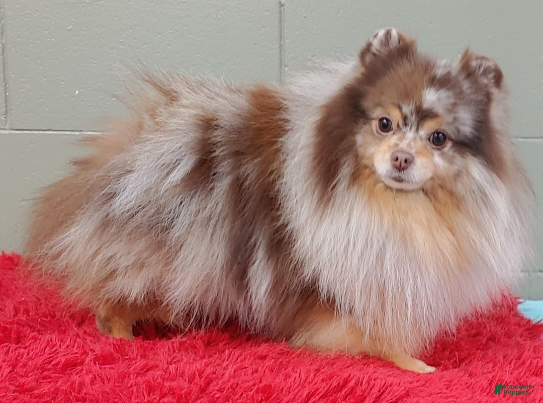 Pomeranian dogs for sale: Santiago - Image 10