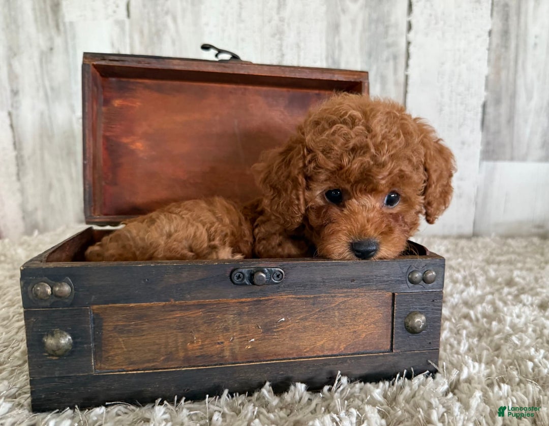 Toy Poodle dogs for sale: Gizmo - Image 2