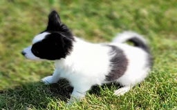 Papillon dogs for sale: Gilly - Image 5