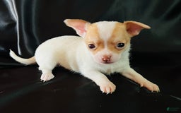 Chihuahua dogs for sale: Penelope - Blue Eyed Dual Pedigreed - Image 1