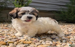 Teddy Bear dogs for sale: Marshmallow - Image 13