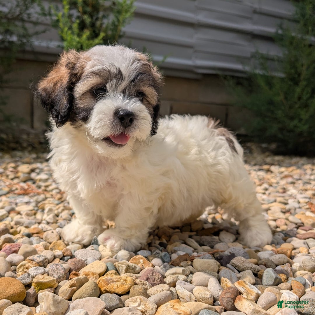 Teddy Bear dogs for sale: Marshmallow - Image 13