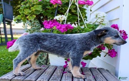Australian Cattle Dog dogs for sale: Bella - Image 5