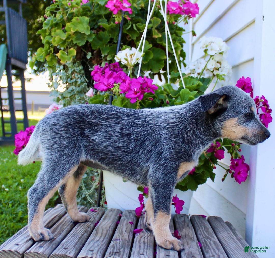 Australian Cattle Dog dogs for sale: Bella - Image 5