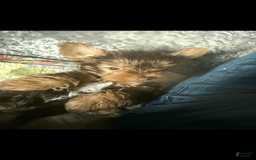 Yorkshire Terrier dogs for sale: Ella - Image 1
