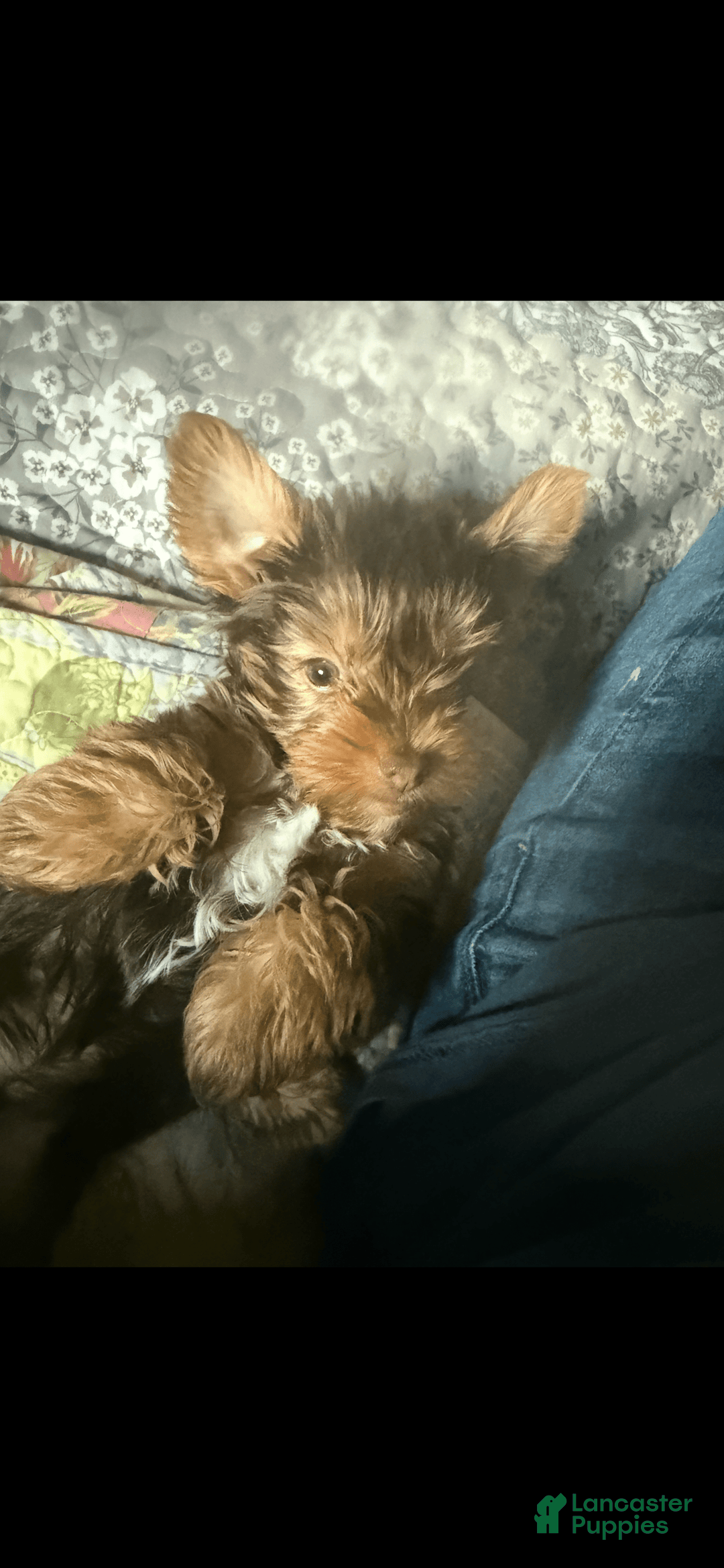 Yorkshire Terrier dogs for sale: Ella - Image 1