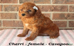 Cavapoo dogs for sale: Cherri - Image 1