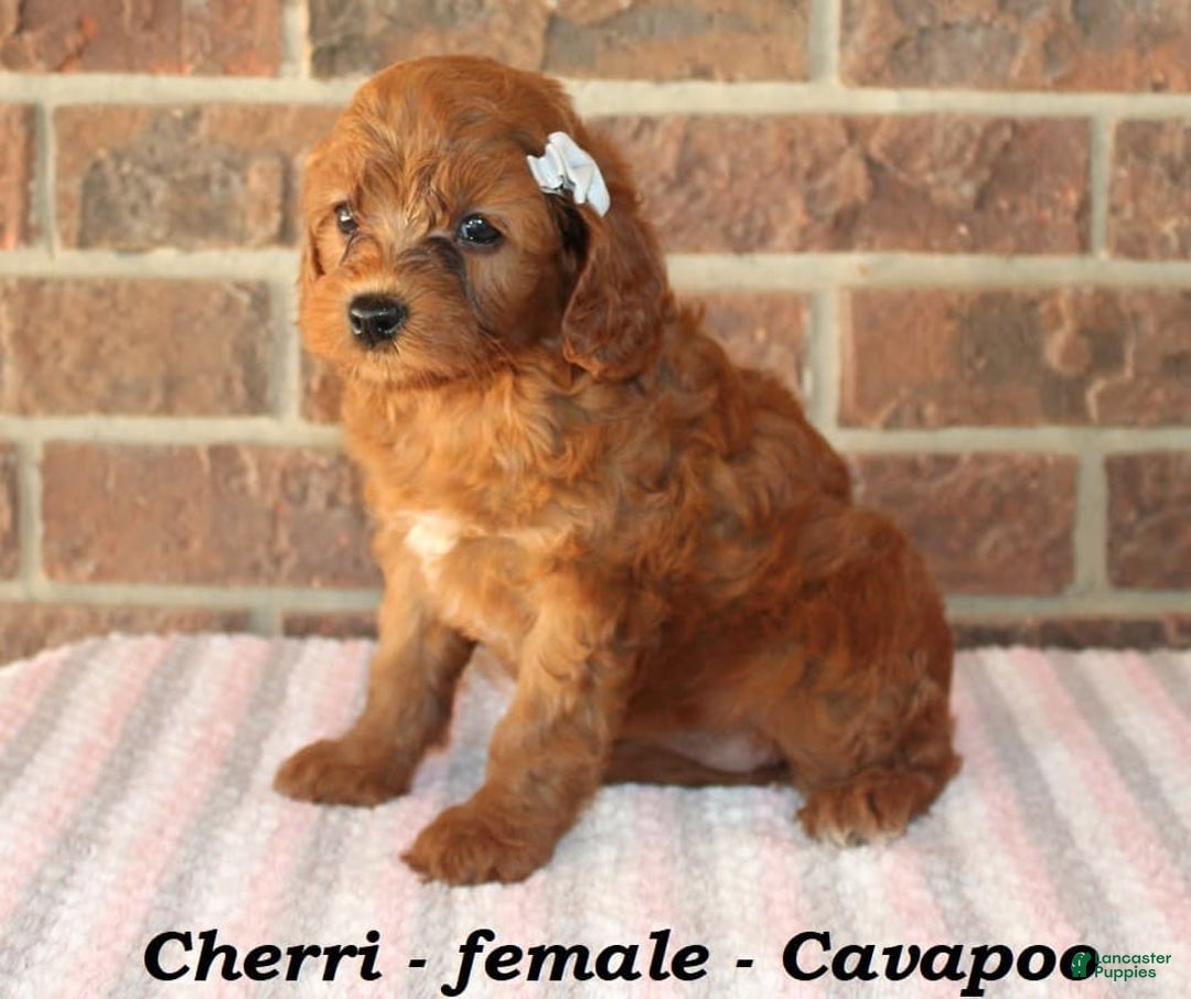 Cavapoo dogs for sale: Cherri - Image 1