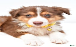 Australian Shepherd dogs for sale: Roscoe - Image 5
