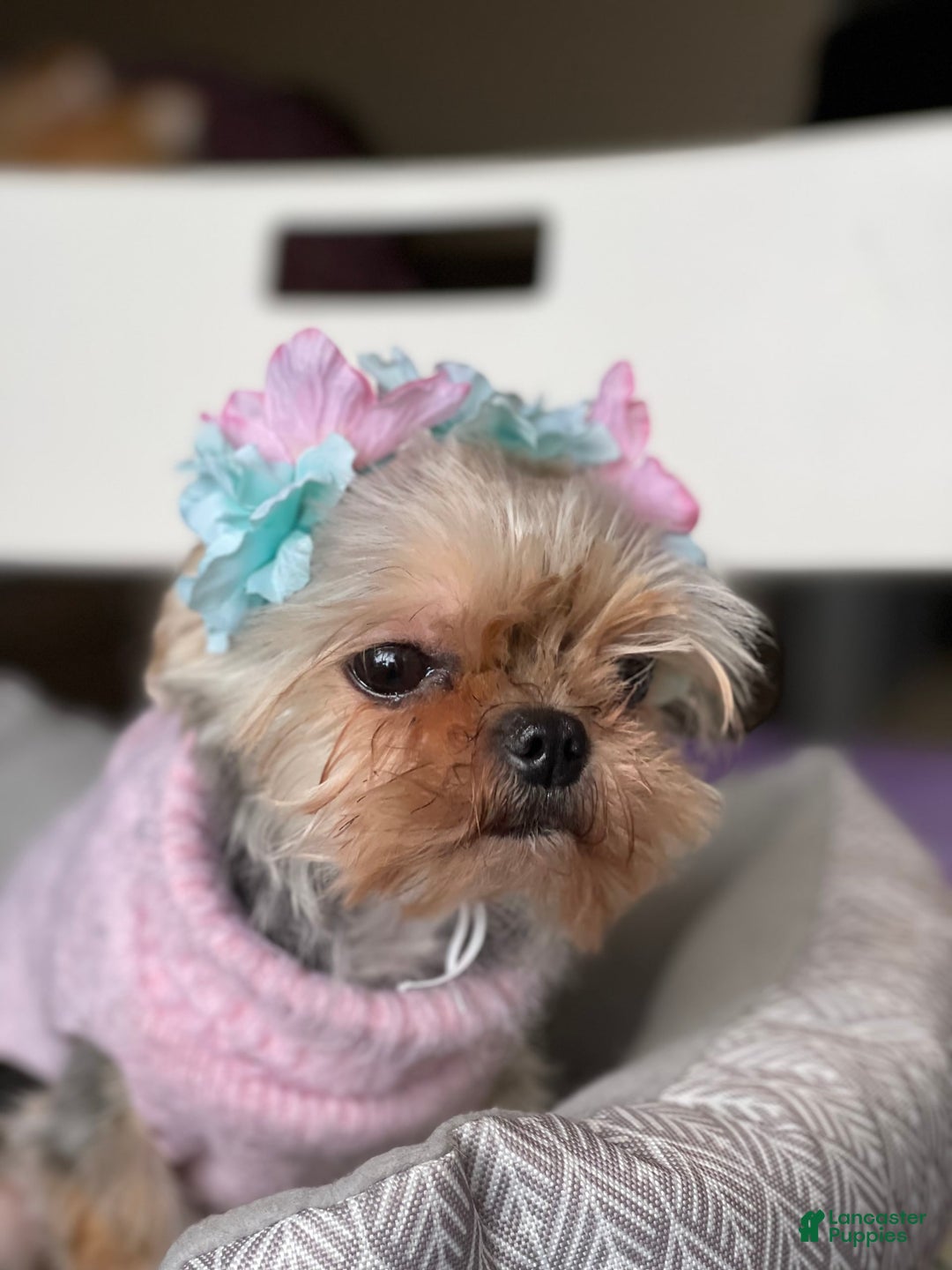 Morkie dogs for sale: Meeko - Image 2