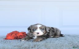 Miniature Bernese Mountain Dog dogs for sale: Vince - Image 9