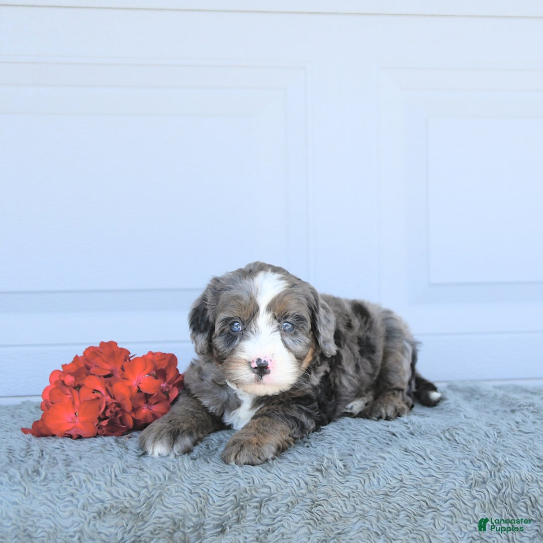 Miniature Bernese Mountain Dog dogs for sale: Vince - Image 9