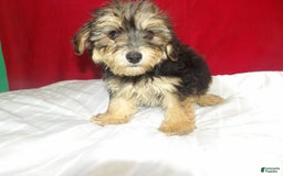 Teddy Bear dogs for sale: army - Image 1