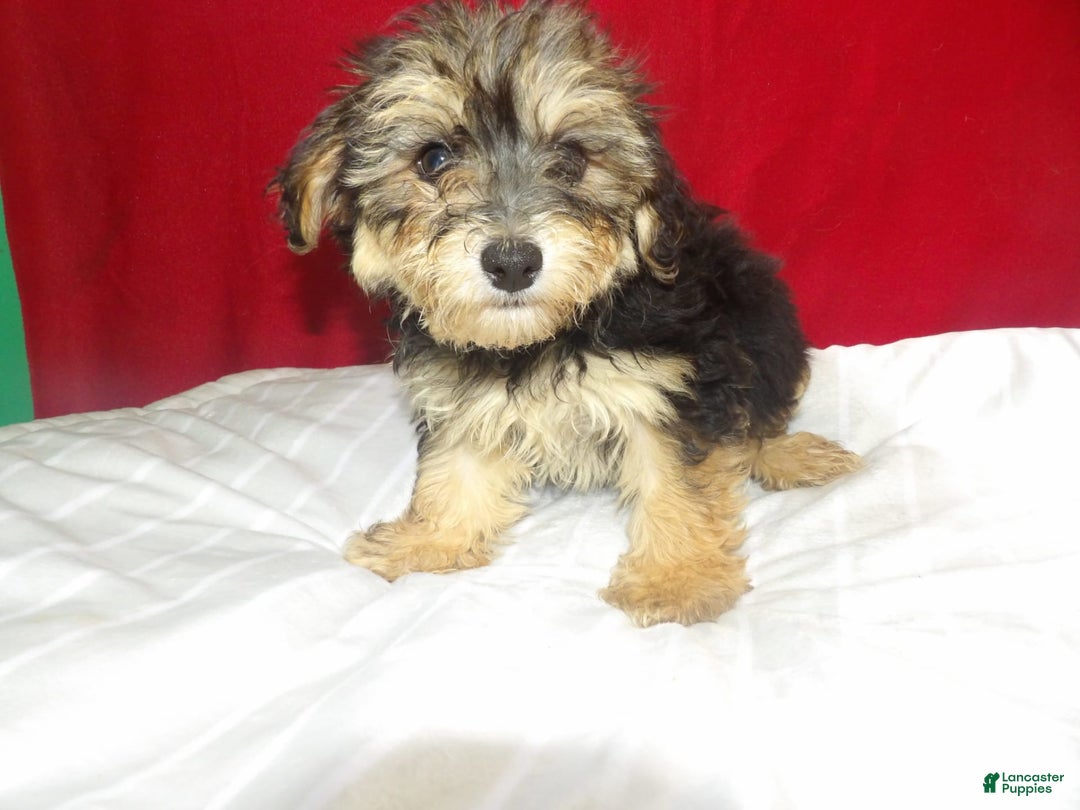 Teddy Bear dogs for sale: army - Image 1