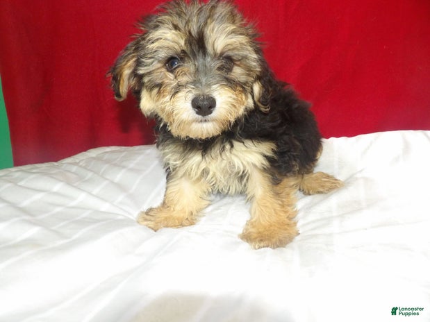 Teddy Bear dogs for sale - Ad 4