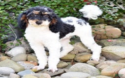Miniature Poodle dogs for sale: Amos - Image 20