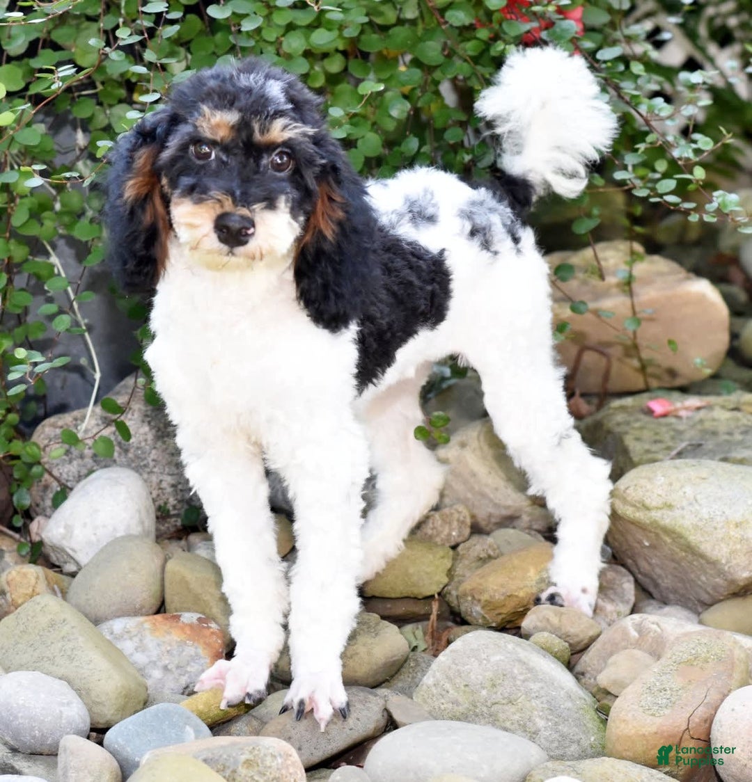 Miniature Poodle dogs for sale: Amos - Image 20