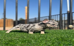 French Bulldog dogs for sale: Riri - Image 5