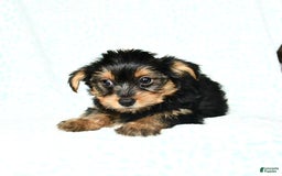 Yorkshire Terrier dogs for sale: Cash - Image 5