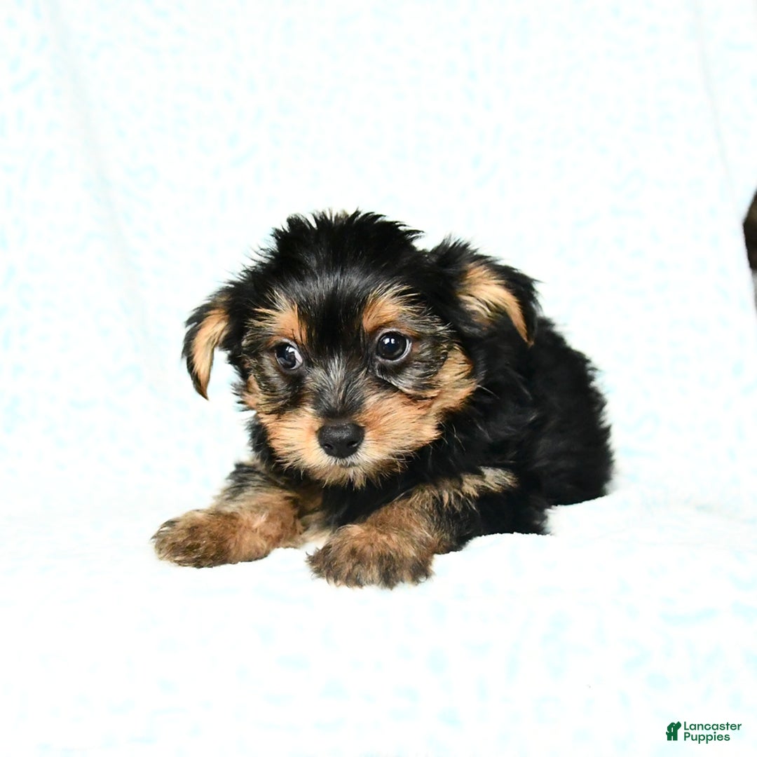 Yorkshire Terrier dogs for sale: Cash - Image 5
