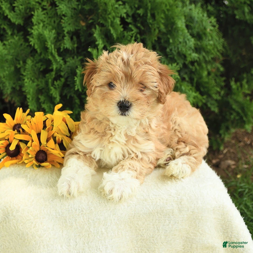 Maltipoo dogs for sale: Blair - Image 3
