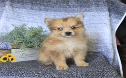 Pomeranian dogs for sale: Diamond - Image 3