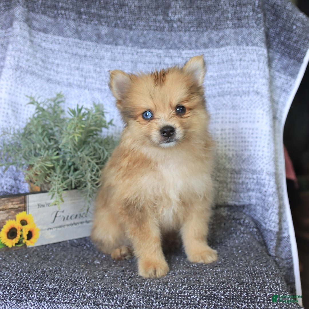Pomeranian dogs for sale: Diamond - Image 3
