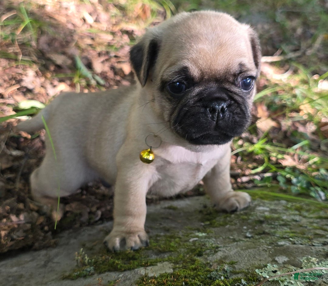 Pug dogs for sale: Davy - Image 19