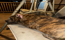 American Bully dogs for sale: Raine - Image 15